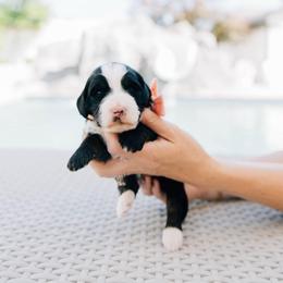 Sky - Tri-color female Bernedoodle puppy in Murray, Utah from Sun Valley Doodles