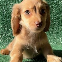 Lucian - Dapple male Dachshund puppy in Pflugerville, Texas from Dream A Dream Dachshunds