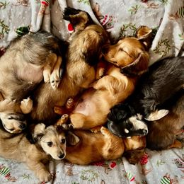 Dachshunds from Scarletson Dachshunds