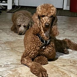 Cleo - Poodle