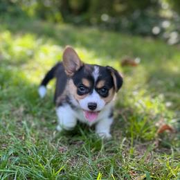 Cobalt - Black and tan male American Corgi puppy in Hope, Arkansas from Foxy Knoll Farm