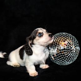 Ryker - Piebald male Dachshund puppy in Coldwater, Mississippi from Mississippi Shorties Miniature Dachshunds