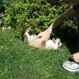 Alaskan Malamute Puppies from ArctiCircle Alaskan Malamutes