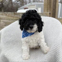 Harry F1b - Tri-color male Cavapoo puppy in Wamego, Kansas from Doodles of Oz
