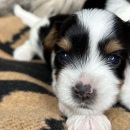 Boy 3 - Biewer Terrier puppy from De La Rosa Biewers