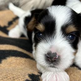 Boy 3 - Biewer Terrier puppy from De La Rosa Biewers