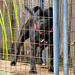 Bruno - Staffordshire Bull Terrier