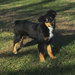 Kash - Black tri-color male Australian Shepherd puppy in Tyner, Kentucky from Lil’ Town Aussies