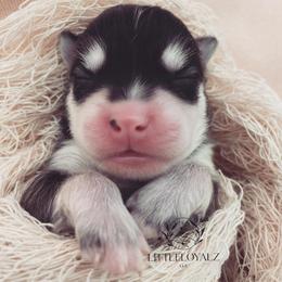 Pomsky Puppies from LittleLoyalzLLC