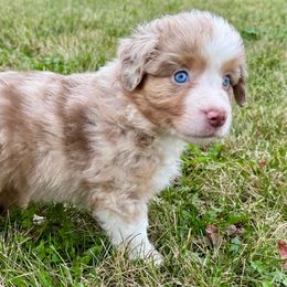 Barley - Red merle male Miniature American Shepherd puppy in Rockford, Illinois from Andover Aussies