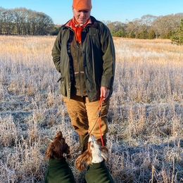English Cocker Spaniel All Grown Up from SunSage Sporting Dogs
