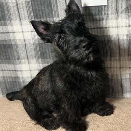 Green - Brindle male Scottish Terrier puppy in Morganton, North Carolina from Maylark Scottish Terriers