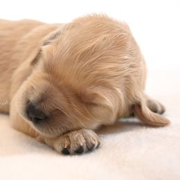 Goldendoodle Puppies from Golden Meadow Farmstead