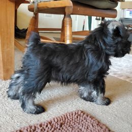 Miniature Schnauzer Puppies from Gerhauzer's Schnauzers