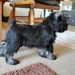 Miniature Schnauzer Puppies from Gerhauzer's Schnauzers