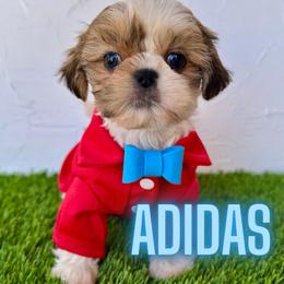 Adidas - Red and white male Shih Tzu puppy in San Tan Valley, Arizona from My Puppy Tzu