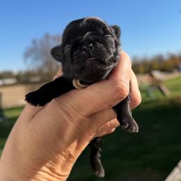 Oogie - Black female Shih Tzu puppy in Connersville, Indiana from Sugar and Spice Shihtzus