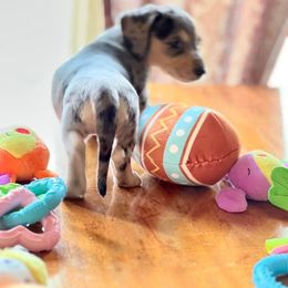 Dachshund Puppies from GypsyDox