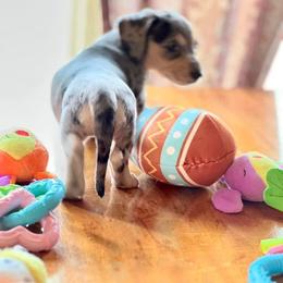 Dachshund Puppies from GypsyDox