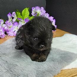 Pepper's Man In The Mirror - Manny - Black and tan male Pomeranian puppy in Plant City, Florida from Pepper's Pomeranians
