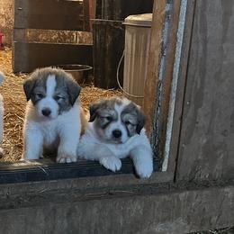 Great Pyrenees from Bailey Family Farm