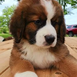 Companion Cross and Saint Bernard Puppies from Coleman Saint Bernards of Ohio