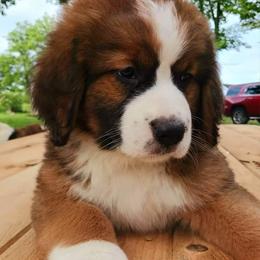 Companion Cross and Saint Bernard Puppies from Coleman Saint Bernards of Ohio