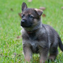 Anthem (red collar) - Sable German Shepherd puppy in North Carolina from Living Waters Shepherds
