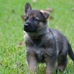 Anthem (red collar) - Sable German Shepherd puppy in North Carolina from Living Waters Shepherds