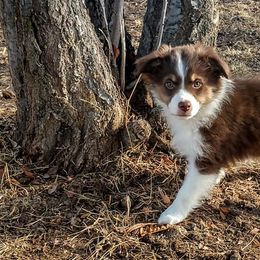 Miniature Australian Shepherds from Antelope Hill Aussies