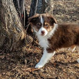 Miniature Australian Shepherds from Antelope Hill Aussies