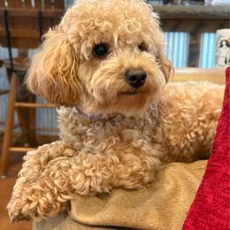 Belle - Poodle