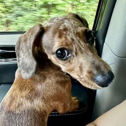 Darla - Dachshund