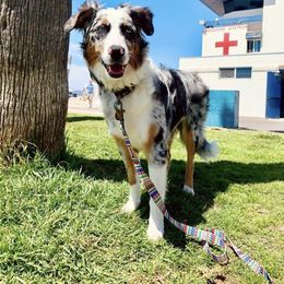 Australian Shepherd All Grown Up from A&K’s Aussies