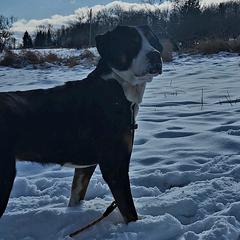 Greater Swiss Mountain Dog All Grown Up from Donough Haven Greater Swiss Mtn. Dogs