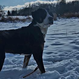 Greater Swiss Mountain Dog All Grown Up from Donough Haven Greater Swiss Mtn. Dogs