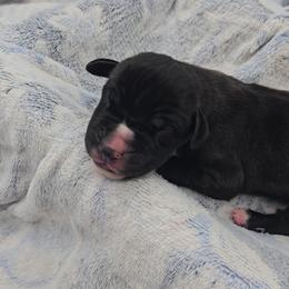 Zero - Black and white male Great Dane puppy in Caldwell, Idaho from Miner's Dynamic Danes