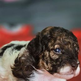 Trundle - Parti male Poodle puppy in Maplewood, New Jersey from Poos&Bulls Keepsake