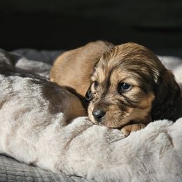 Dachshund Puppies from Loyal Lil Dachshunds