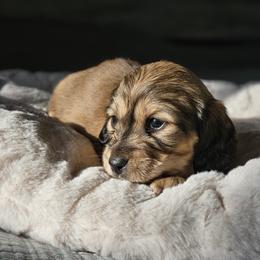 Dachshund Puppies from Loyal Lil Dachshunds