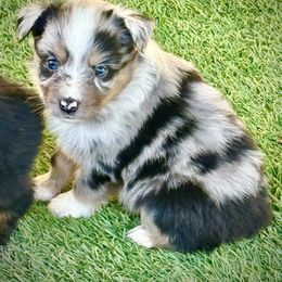 Blue female 2 - Blue merle female Miniature Australian Shepherd puppy in Lemon Cove, California from Magic Ranch Mini Aussies