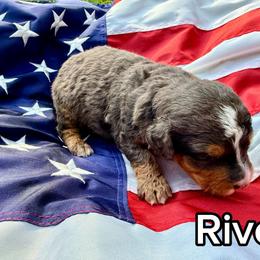 River - Tri-color male Bernedoodle puppy in Townville, South Carolina from Copper Creek Bernedoodles