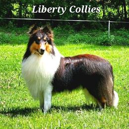 Van-M Naval Officer at Liberty (Navy) - Black white and tan male Collie puppy in Gleason, Tennessee from Liberty Collies