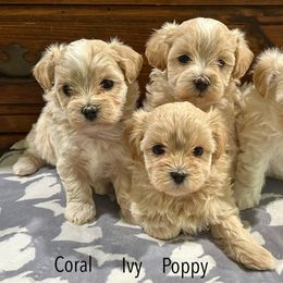 Maltipoo puppies from Riyem Wildflower Farms