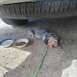 Kenny - Black and tan male Yorkshire Terrier puppy in Jacksonville, Arkansas from Royal Yorkie Terrier