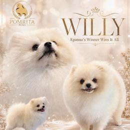 Willy - Pomeranian