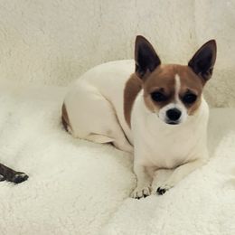 Chihuahuas from Valley Chihuahuas
