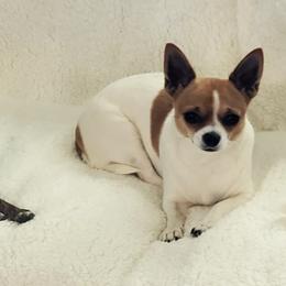 Chihuahuas from Valley Chihuahuas