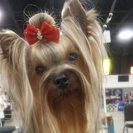 Keeper - Yorkshire Terrier