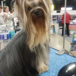 Keeper - Yorkshire Terrier